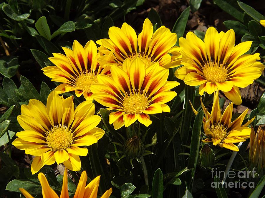 Yellow Flowers Photograph by Deb Schense
