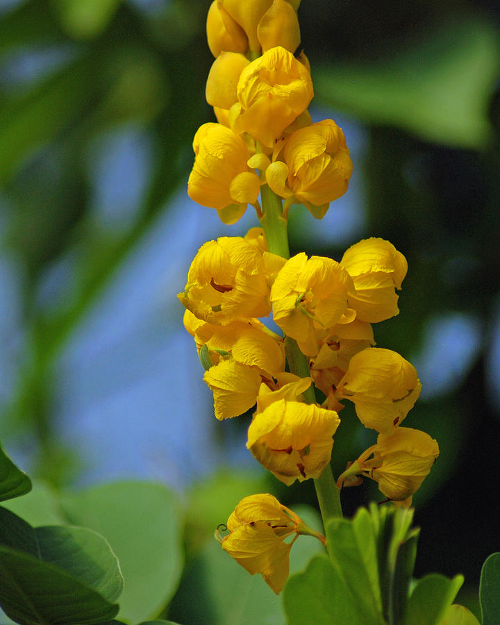 Yellow Flowers Photograph by Diane Bell