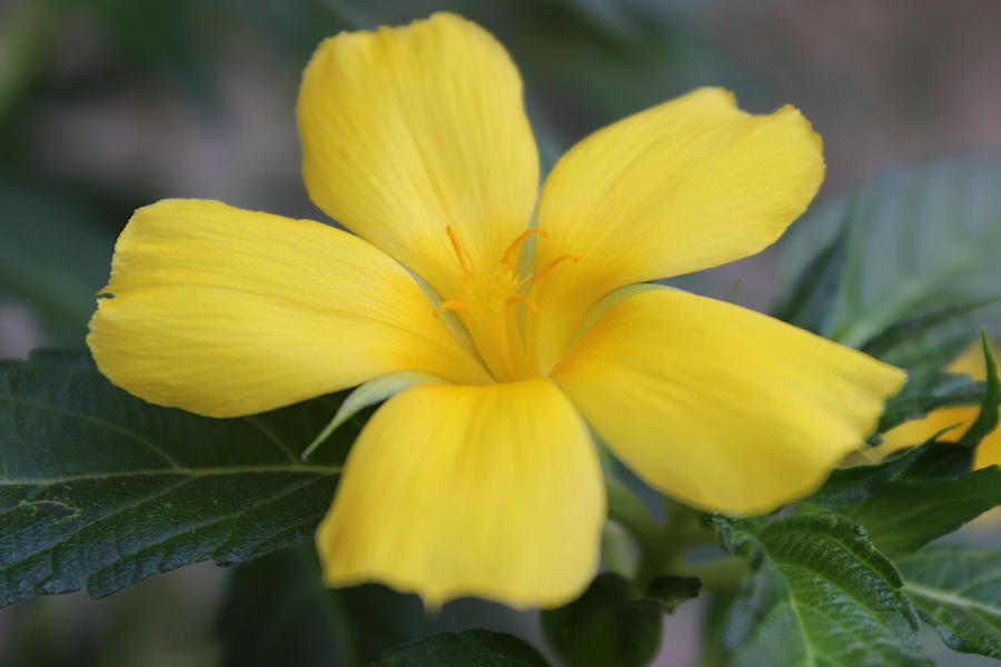 Yellow Flower Photograph - Yellow flowers in colorado by Subesh Gupta