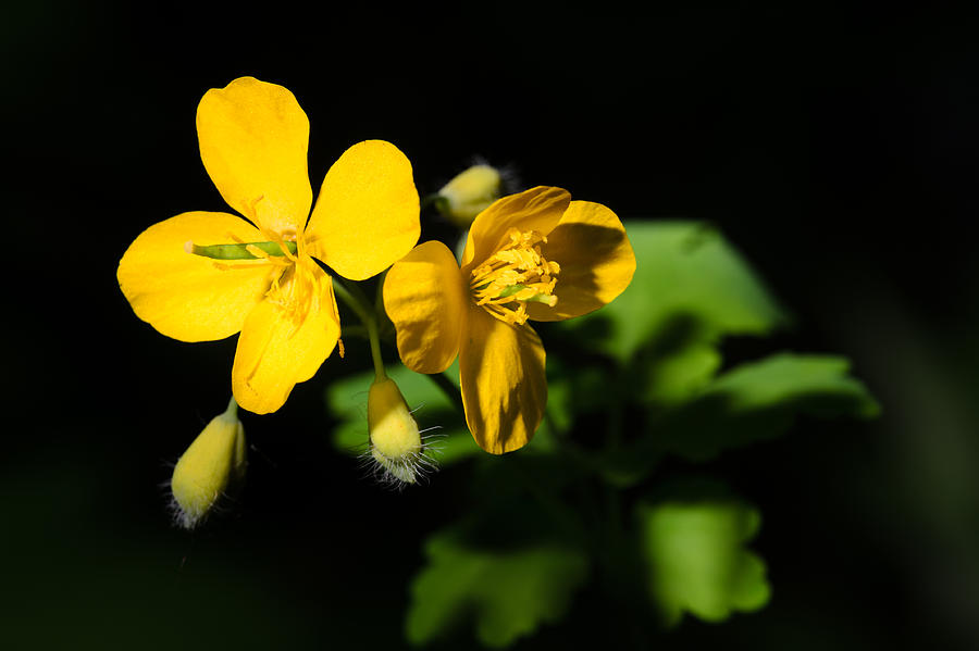 Yellow flowers in night Photograph by Michael Goyberg