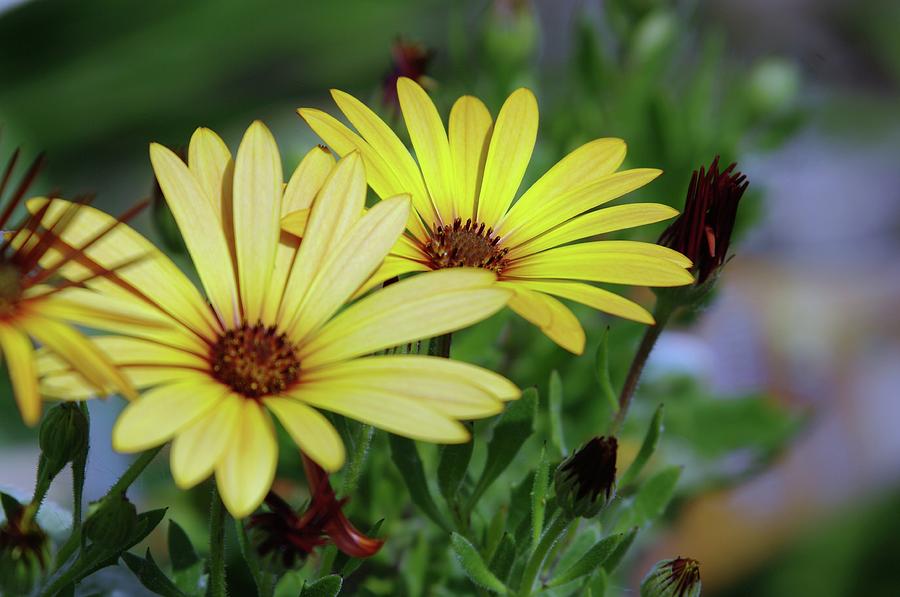 Flower Photograph - Yellow Flowers  by Jeff Swan