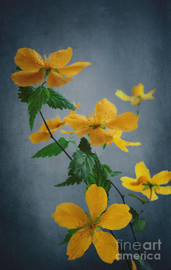 Vintage Photograph - Yellow Flowers by Jelena Jovanovic