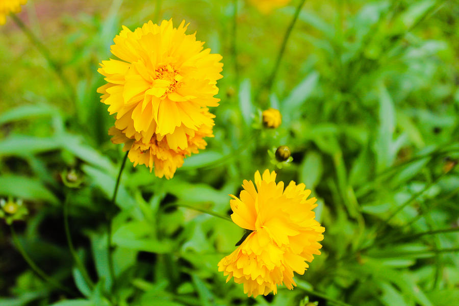 Flower Photograph - Yellow Flowers by Julien Boutin