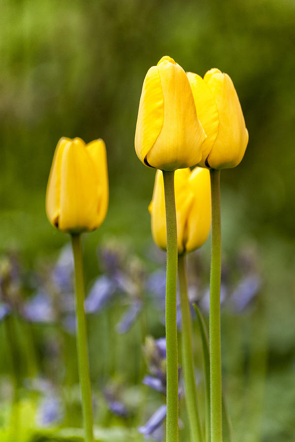Yellow flowers Photograph by Mike Santis