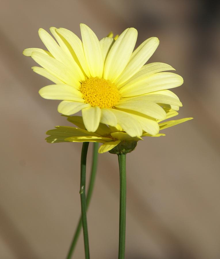 Yellow Flowers On A Clear Day Photograph