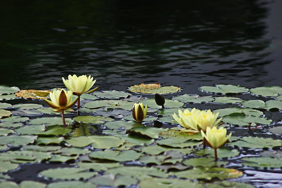 Flower Photograph - Yellow Flowers On A Pond by Mark Steven Burhart