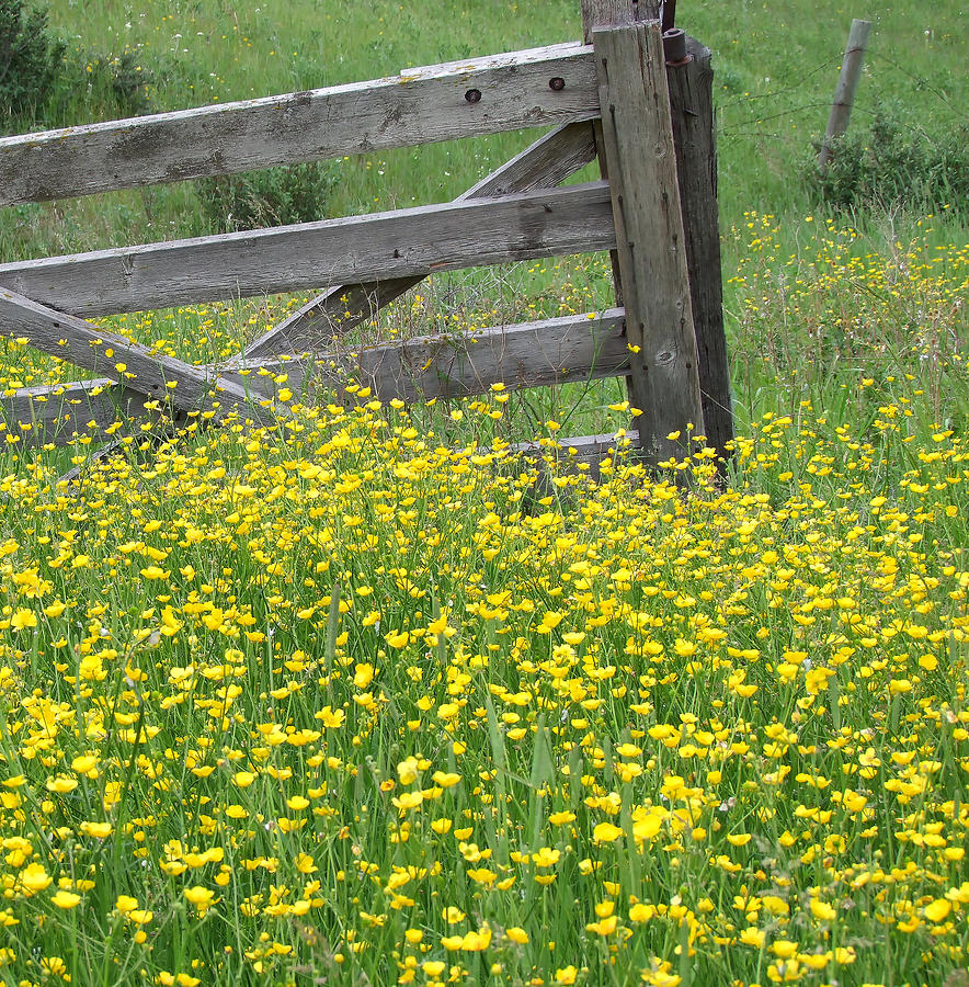 Flower Photograph - buttercups on an Old Farmstead by Phil And Karen Rispin