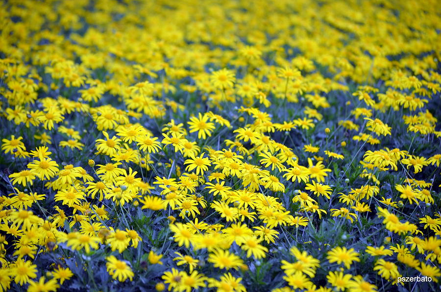 Yellow Flowers Photograph by Paulo Zerbato