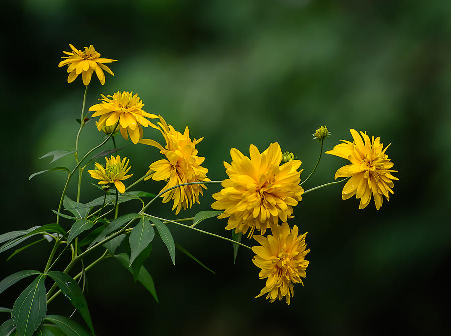 Yellow Flowers Photograph by Robert Mitchell