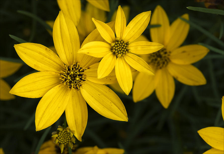 Yellow Flowers Photograph