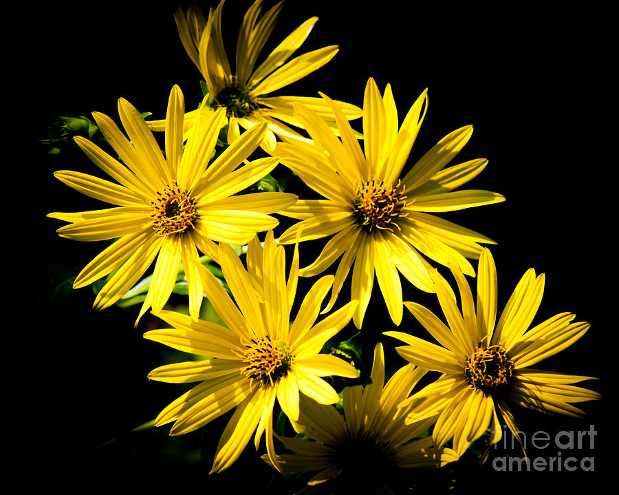 Yellow Flowers Photograph by Ronald Grogan