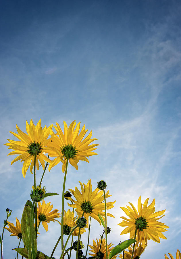 Yellow Flowers  Rudbeckia Photograph by Thomas Winz