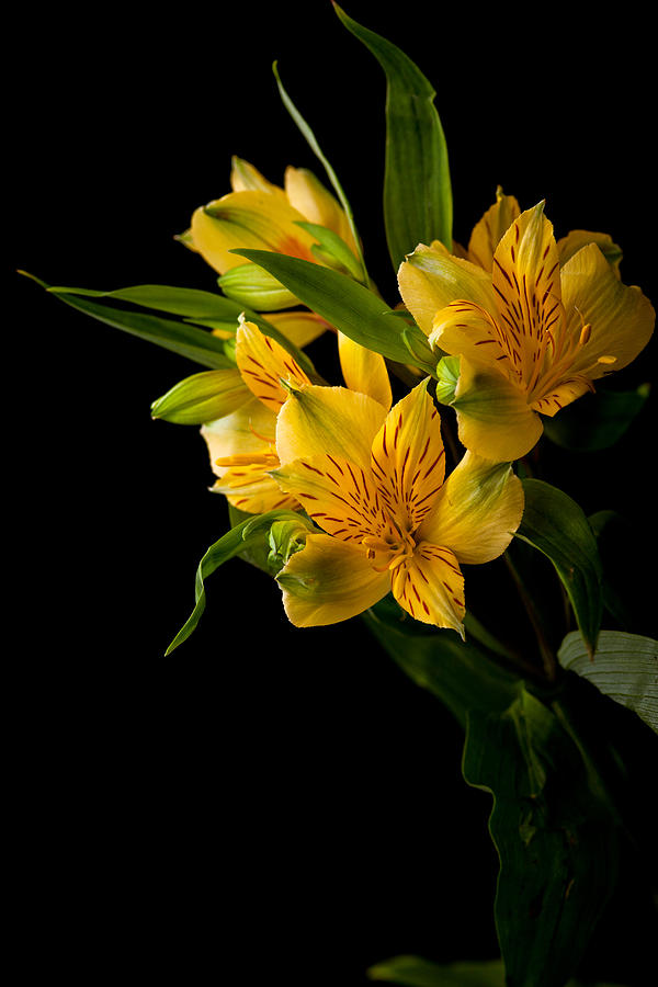 Yellow Flowers Photograph by Sennie Pierson
