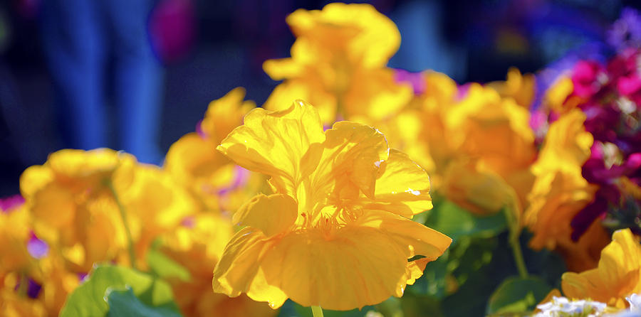 Flower Photograph - Yellow flowers by Sumit Mehndiratta