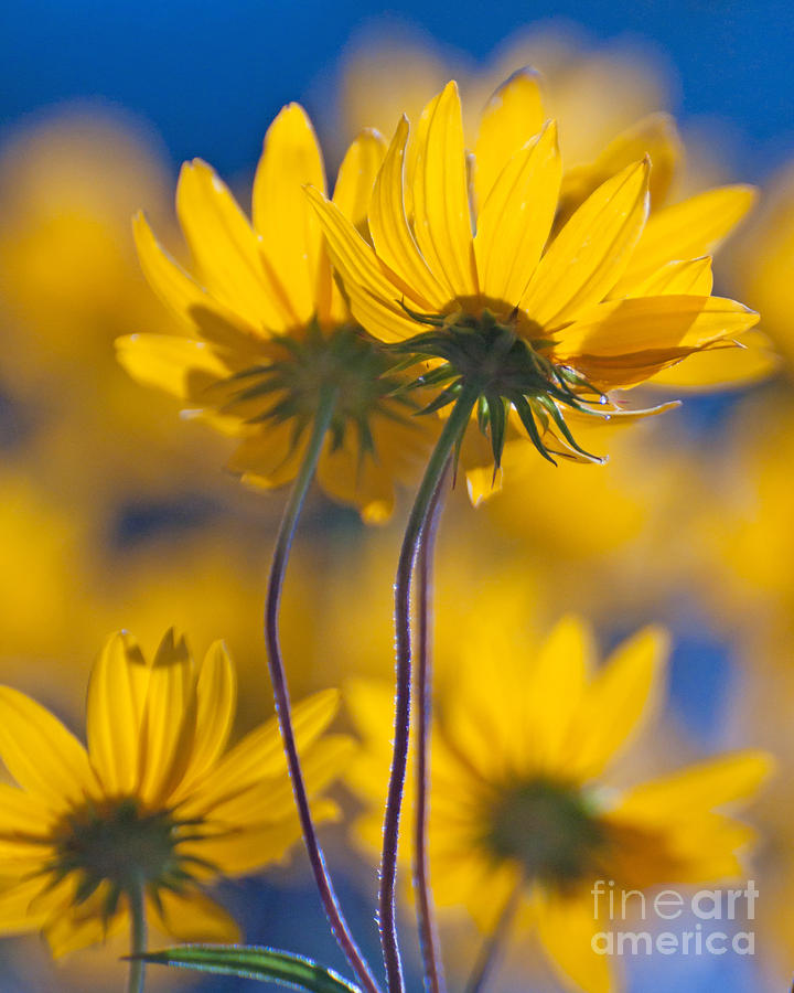 Yellow Flowers Photograph by Susan Cliett