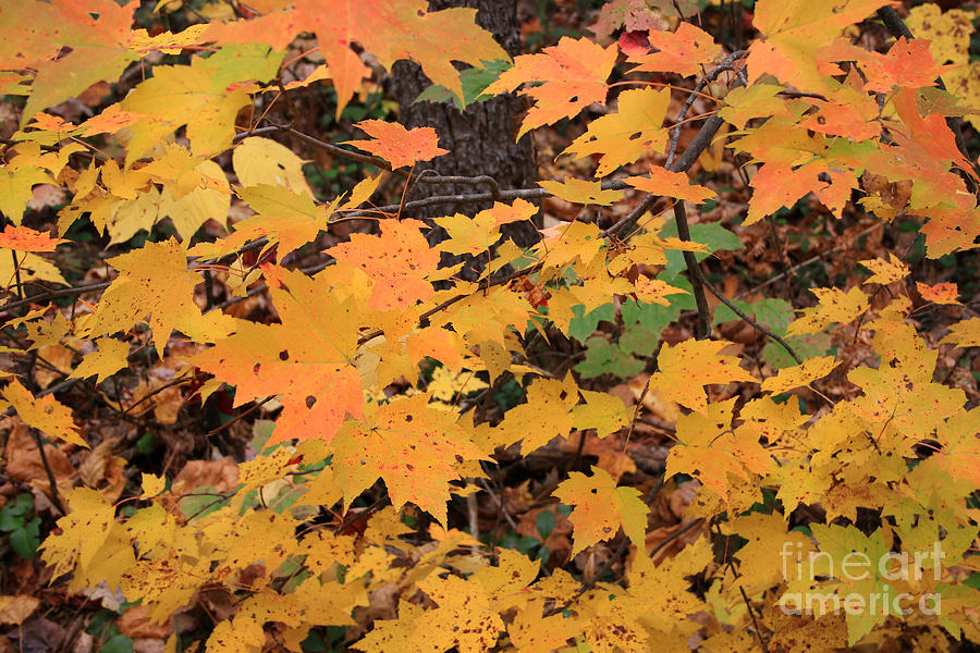Fall Color Photograph - Yellow Foliage by Mike Mooney Fall Color Photograph - Yellow Foliage by Mike Mooney