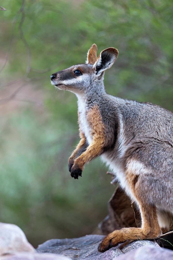 Animal Photograph - Yellow-footed Rock-wallaby (petrogale by Martin Zwick