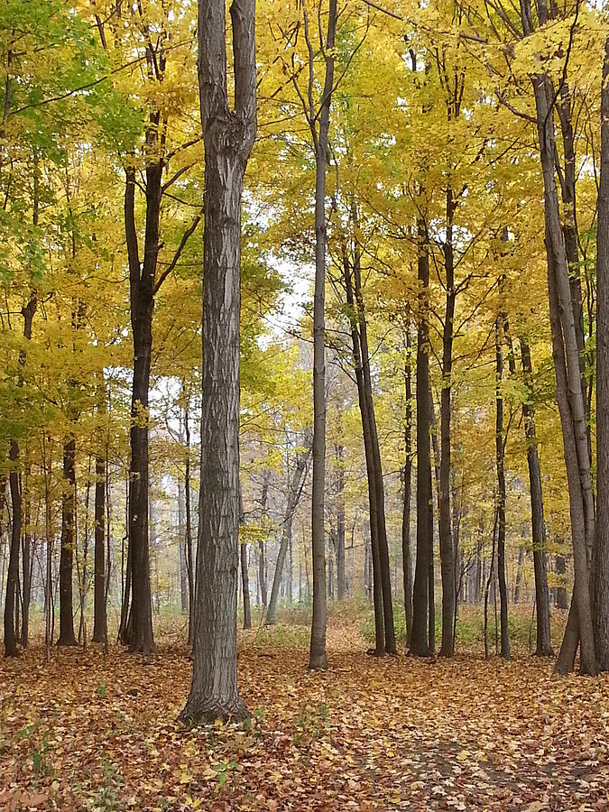 Yellow Forest Photograph