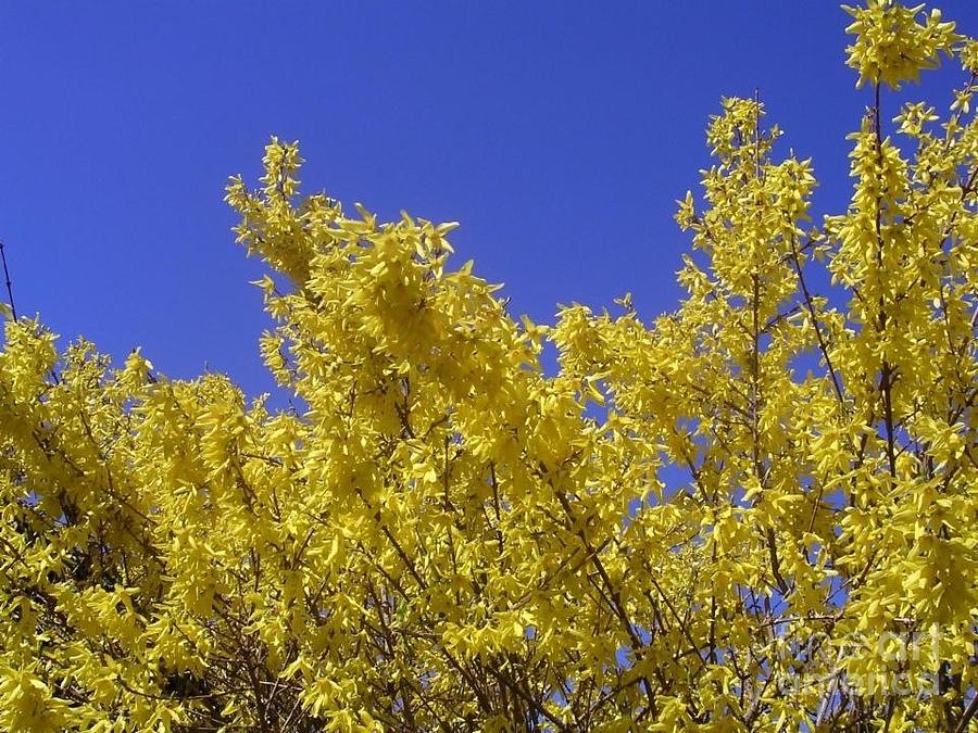 Yellow Forsythia Blue Sky Photograph by Joan-Violet Stretch