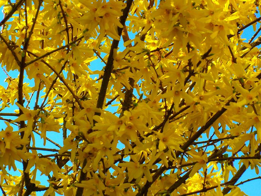 Yellow Forsythia Bush Photograph by Joan-Violet Stretch