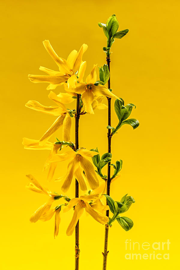 Forsythia on yellow Photograph by Elena Elisseeva