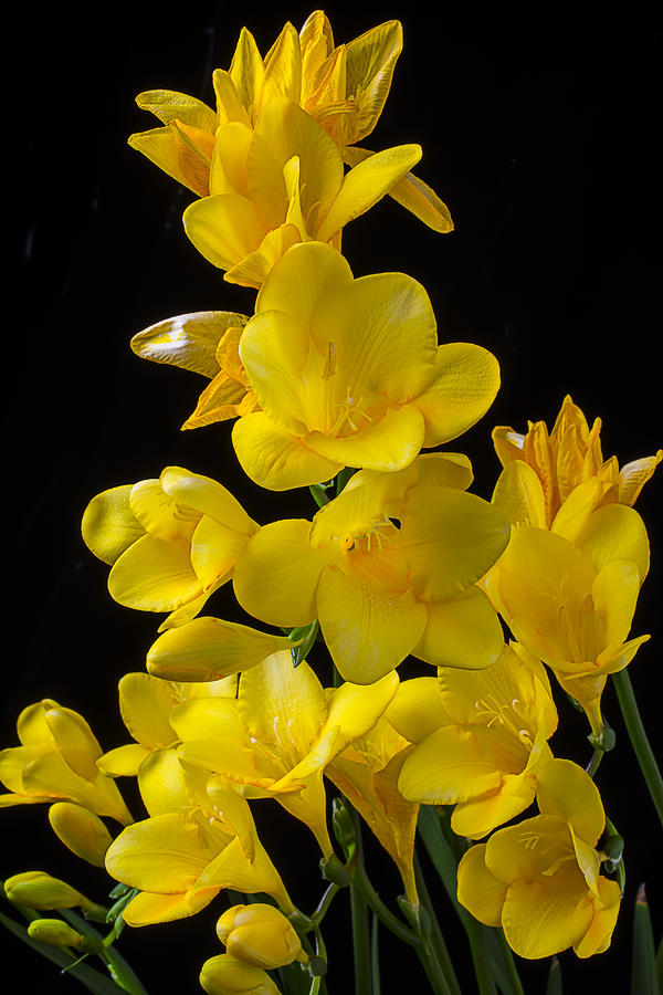 Flower Photograph - Yellow Freesia by Garry Gay