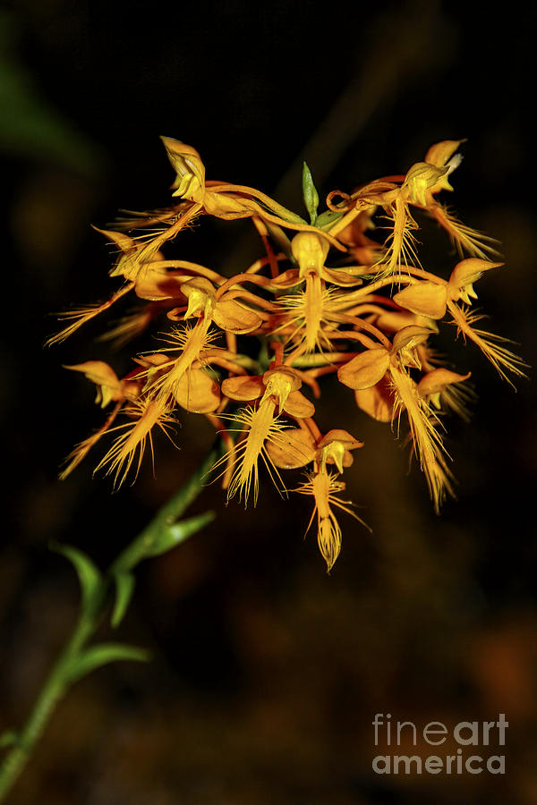 Yellow Fringed Orchid Photograph by Barbara Bowen
