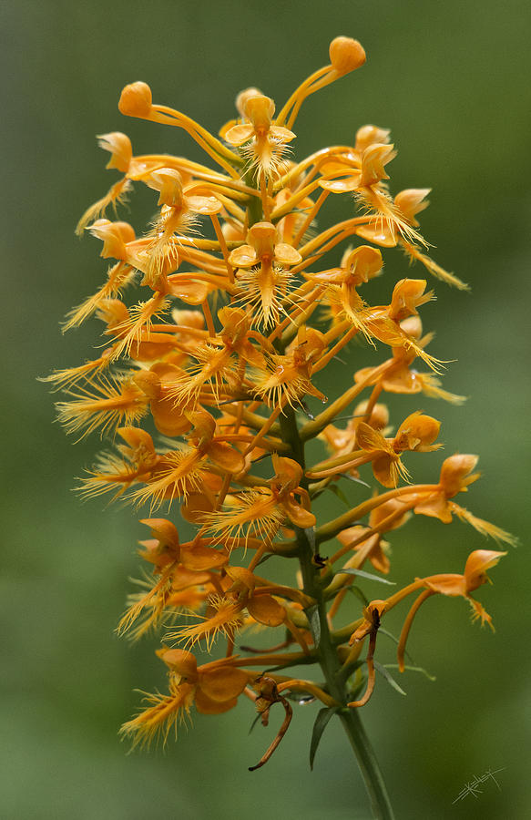 Yellow Fringed Orchid Photograph by Ed Kelley