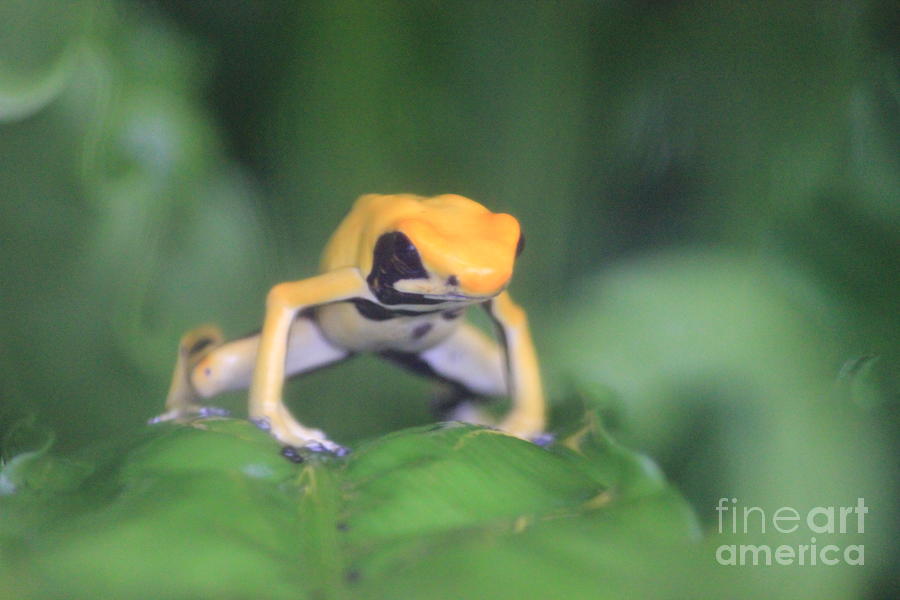 Nature Photograph - Yellow Frog by Four Hands Art