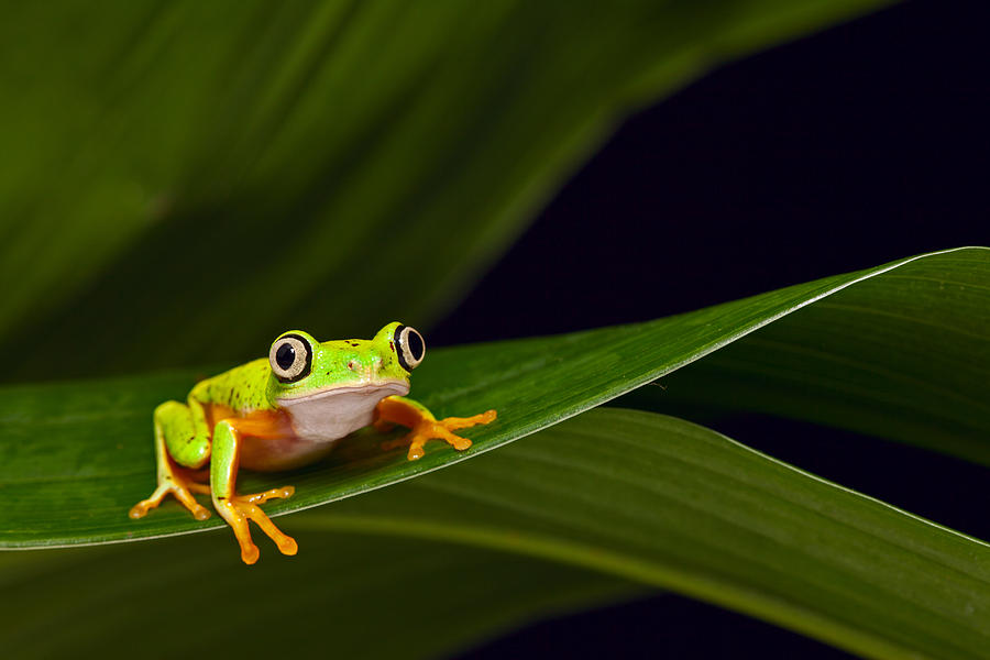 Jungle Photograph - Yellow Frog by Dirk Ercken