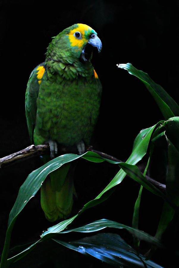 Parrot Photograph - Yellow Fronted Amazon  by Diana Angstadt
