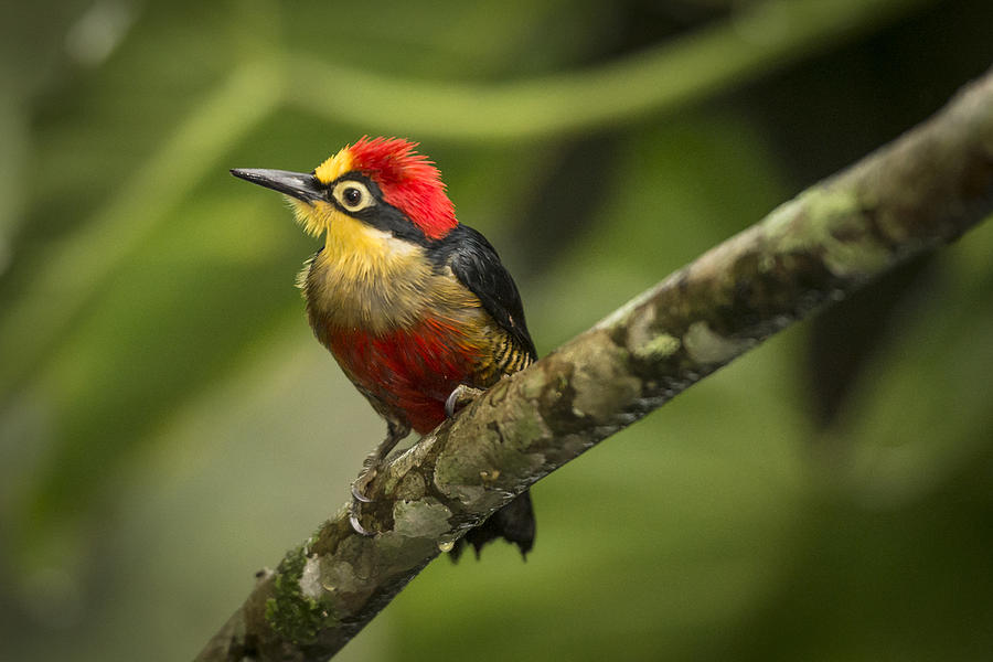 Yellow-fronted woodpecker (Melanerpes flavifrons) Photograph by Global_Pics