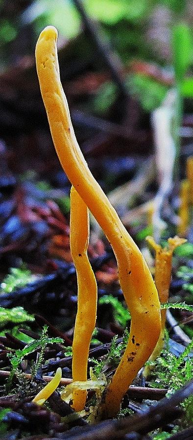 Mushroom Photograph - Yellow Fun Guy  by John King I I I