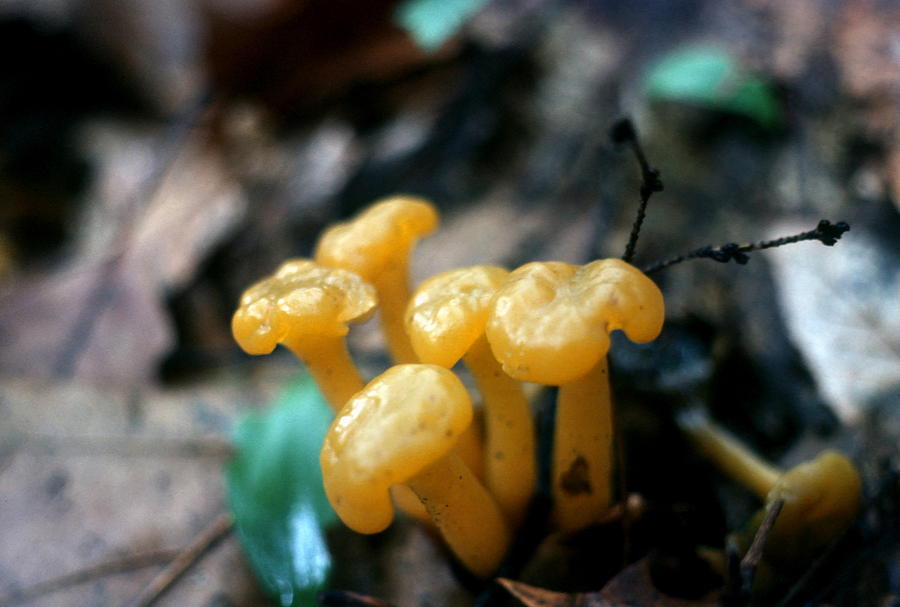 Download Yellow Fungi Photograph by Brian Lucia