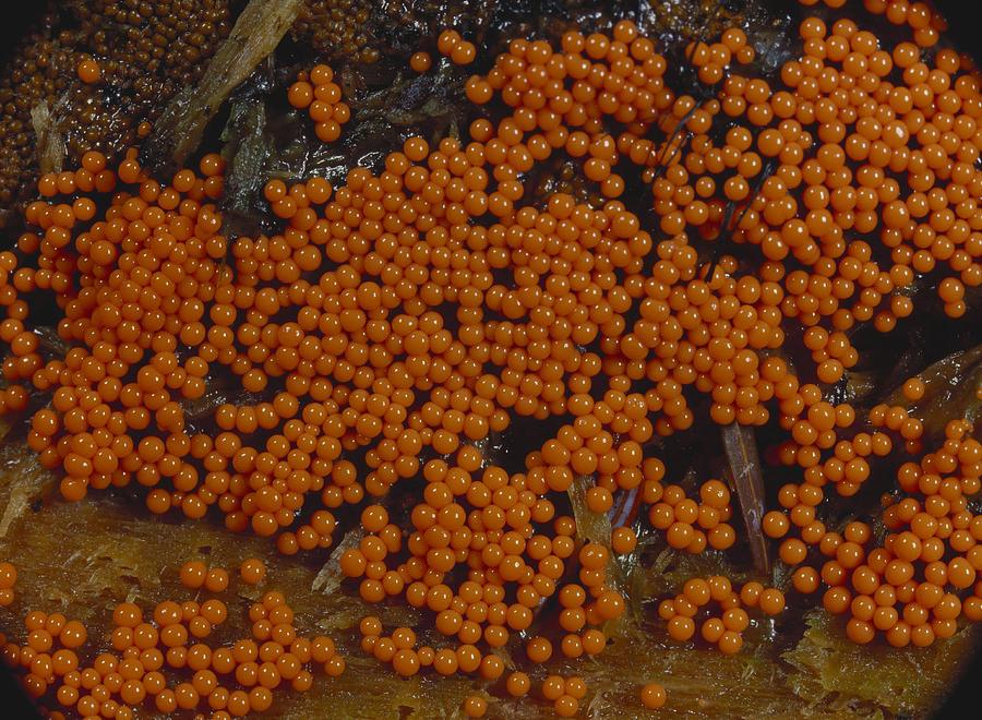 Yellow-fuzz Cone Slime Mold Photograph by Jeffrey Lepore