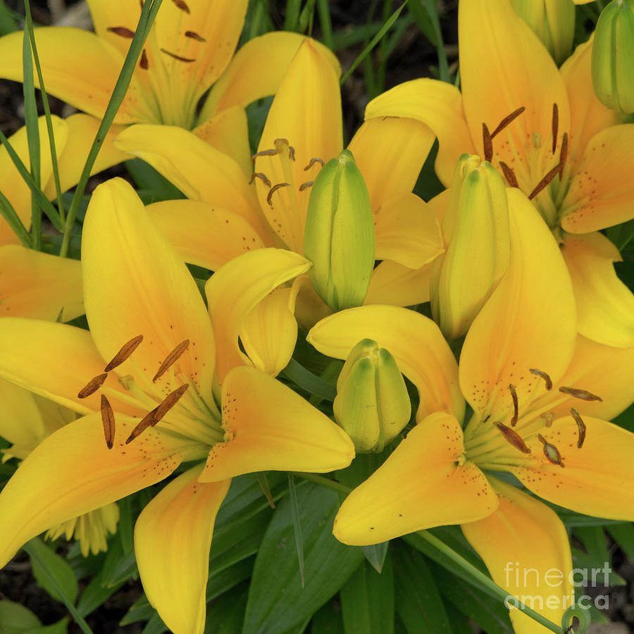 Yellow Garden Lilies Photograph