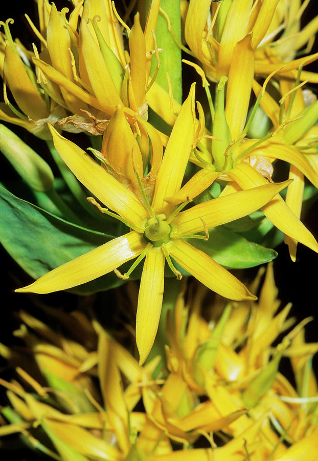 Yellow Gentian (gentian Lutea) Photograph by Bruno Petriglia/science Photo Library