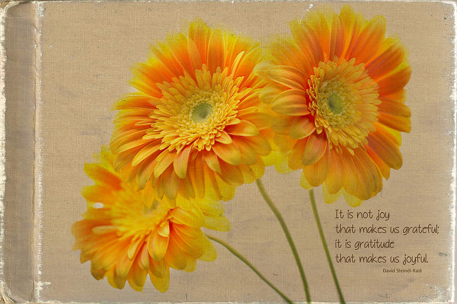 Daisy Photograph - Yellow Gerber with Quote by Rebecca Cozart