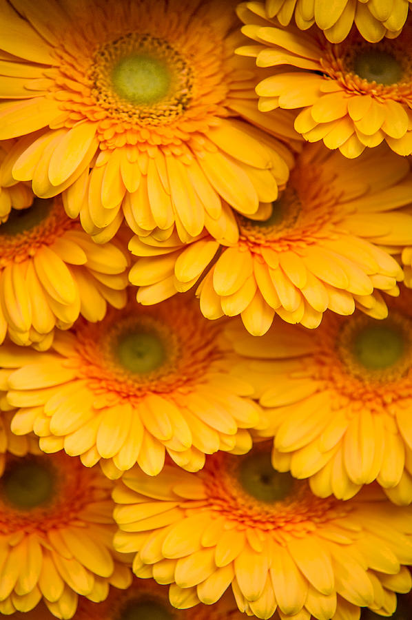 Yellow Gerbera 2. Amsterdam Flower Market Photograph by Jenny Rainbow