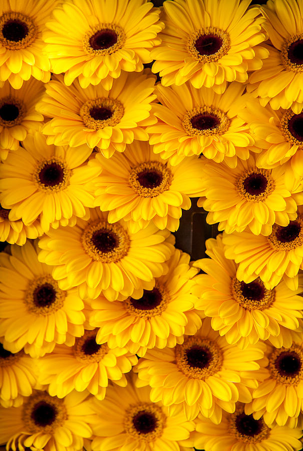 Yellow Gerbera. Amsterdam Flower Market Photograph by Jenny Rainbow