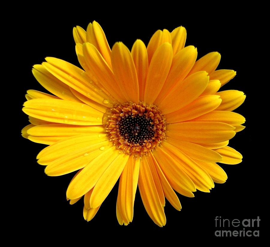 Yellow Gerbera Daisy Photograph by Rose Santuci-Sofranko