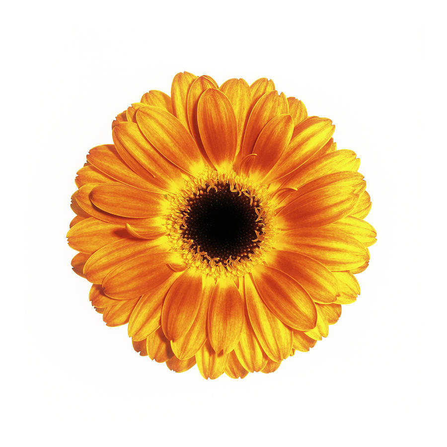 Yellow Gerbera (gerbera Sp.) Photograph by Science Photo Library Yellow Gerbera (gerbera Sp.) Photograph by Science Photo Library