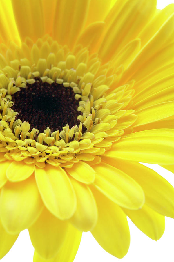 Yellow Gerbera (gerbera Sp.) Photograph by Science Photo Library Yellow Gerbera (gerbera Sp.) Photograph by Science Photo Library