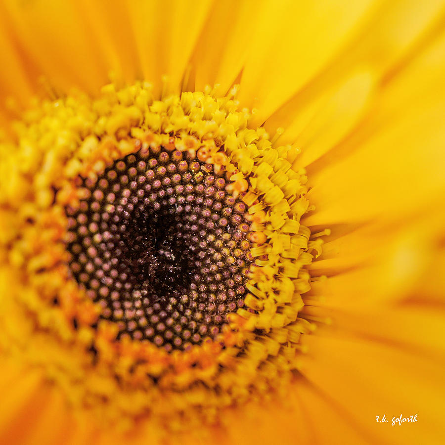 Yellow Gerbera Squared Photograph by TK Goforth