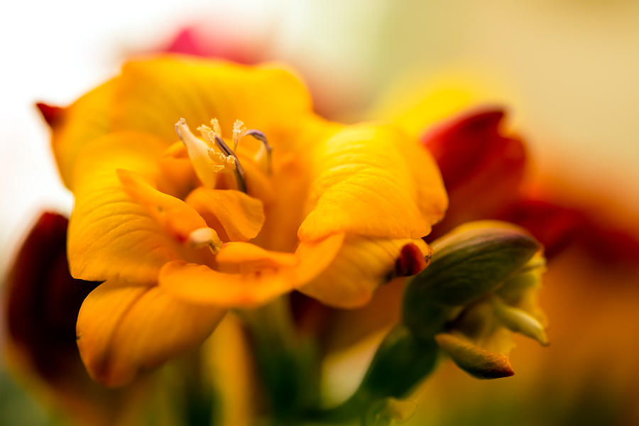 Flower Photograph - Yellow Ghost by Tomasz Dziubinski