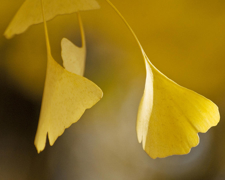 Yellow Ginkgo Photograph by Sally Ross