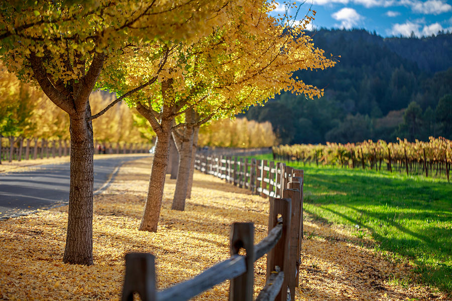 Yellow Ginkgo trees  on road lane in Napa Valley, California Photograph by Spondylolithesis
