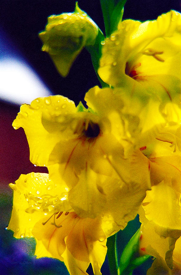 Yellow Glad Impression - One Photograph by Robert J Sadler
