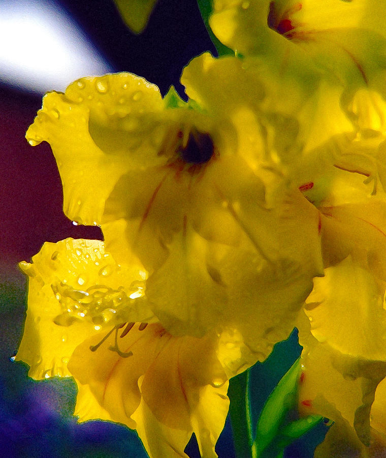 Yellow Glad Impression - Two Photograph by Robert J Sadler