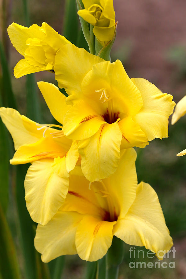 Yellow Gladiolus Photograph by Carol Groenen